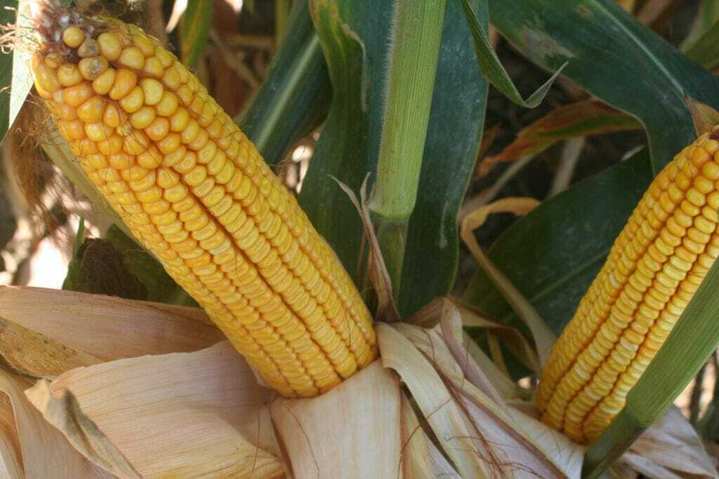 Top Ten Tips for Increasing Corn Yields - Latham Hi-Tech Seeds