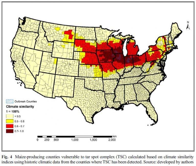 AskTheAgronomist Scout for Tar Spot this Fall Latham HiTech Seeds