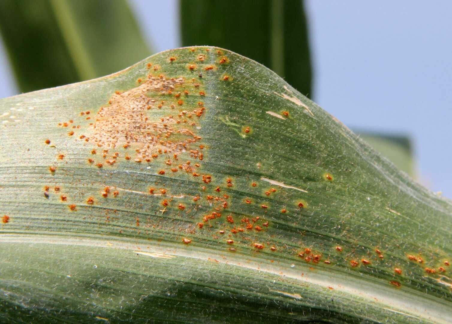 Rust disease in wheat фото 64