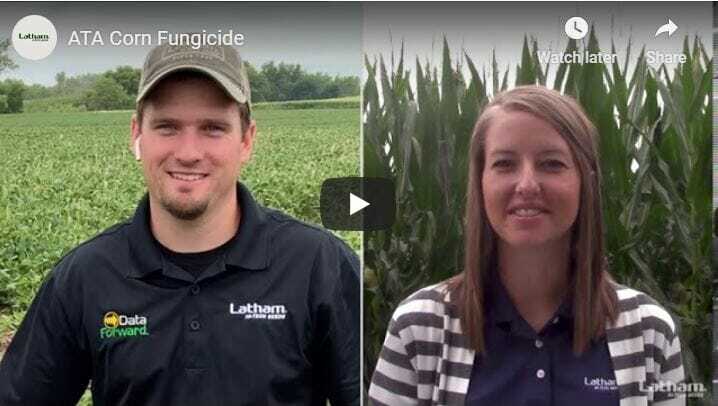 Ask The Agronomist: Is It Time for Corn Fungicides? - Latham Hi-Tech Seeds