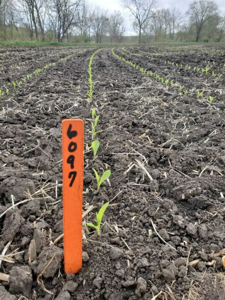 Temperature Fluctuations May Inhibit Corn Emergence