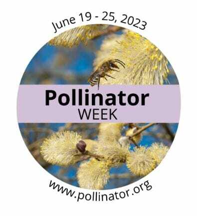 Let’s Celebrate Pollinator Week!