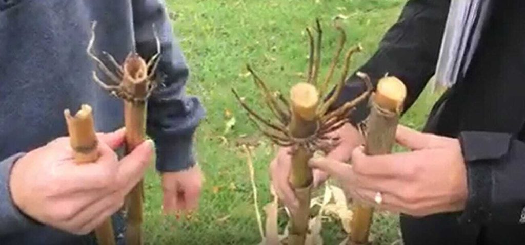 Adjust Your Harvest Plan to Address Stalk Rot