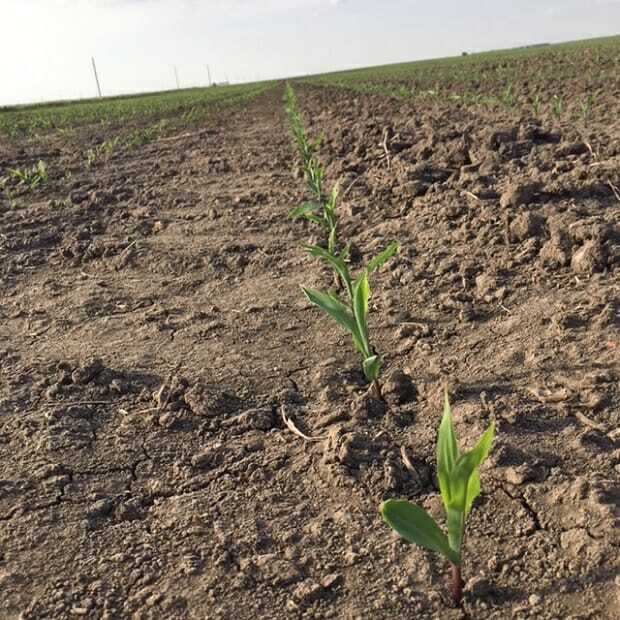 From the Field Crop Report: May 23