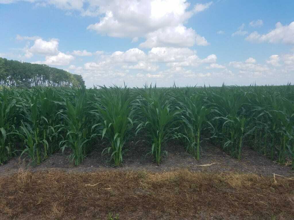 From the Field Crop Report: June 27