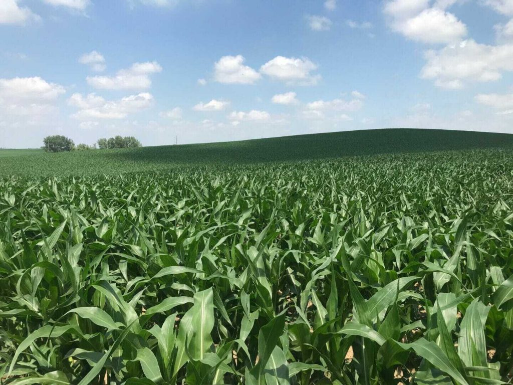 From the Field Crop Report: June 13