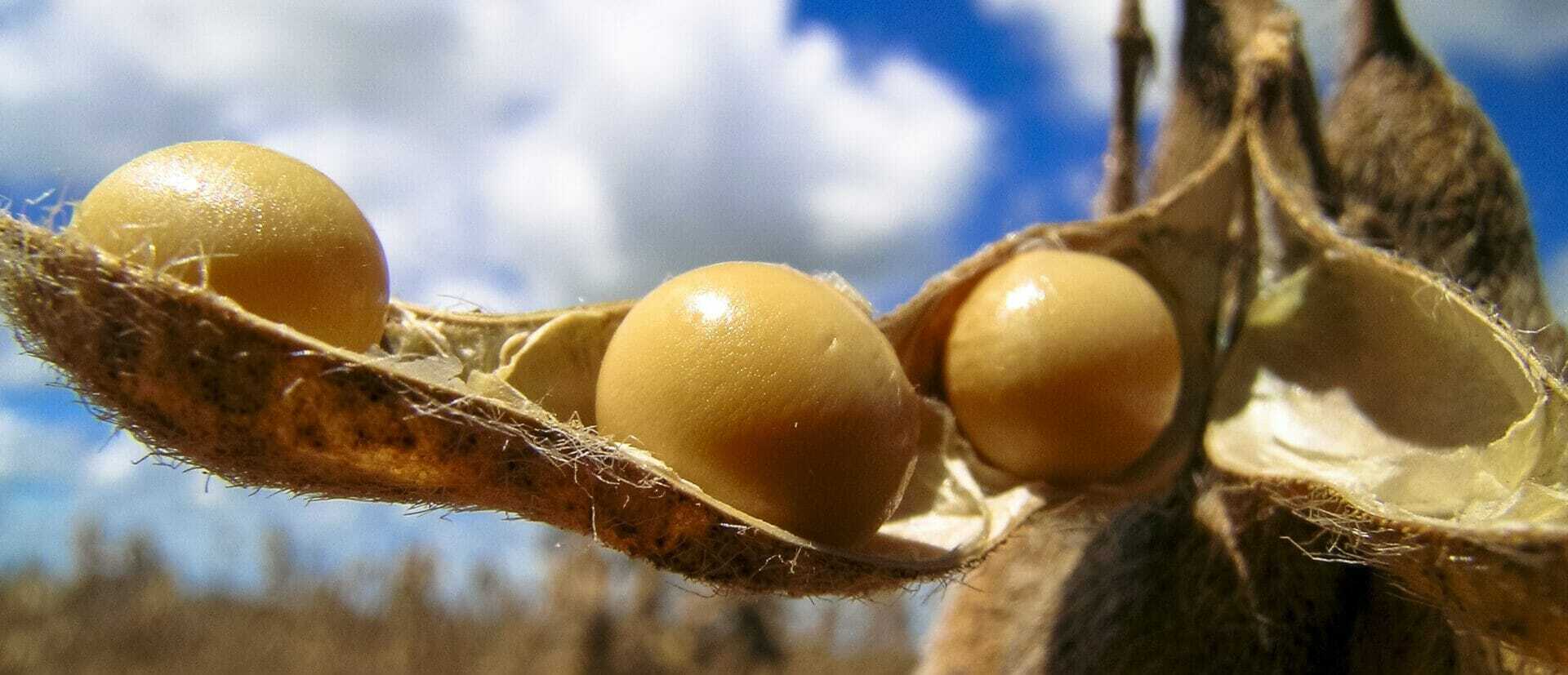 Soybean