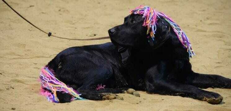 Reward for Black Labrador Reaches $10,000