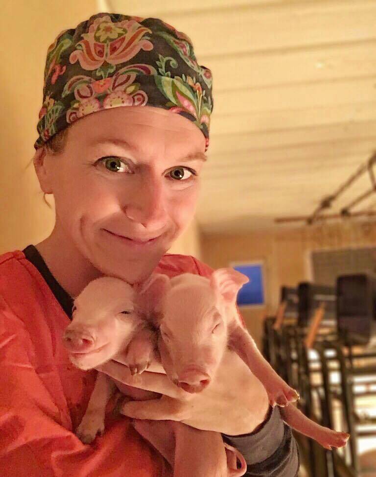 Baby Pigs