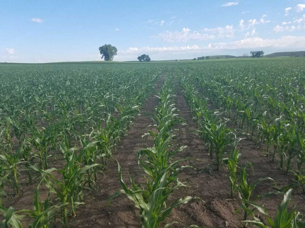 From the Field Crop Report: June 21