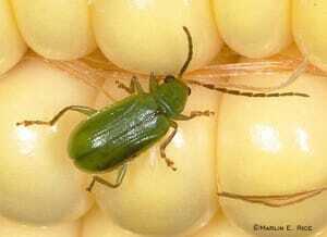 Scout All Fields for Corn Rootworm