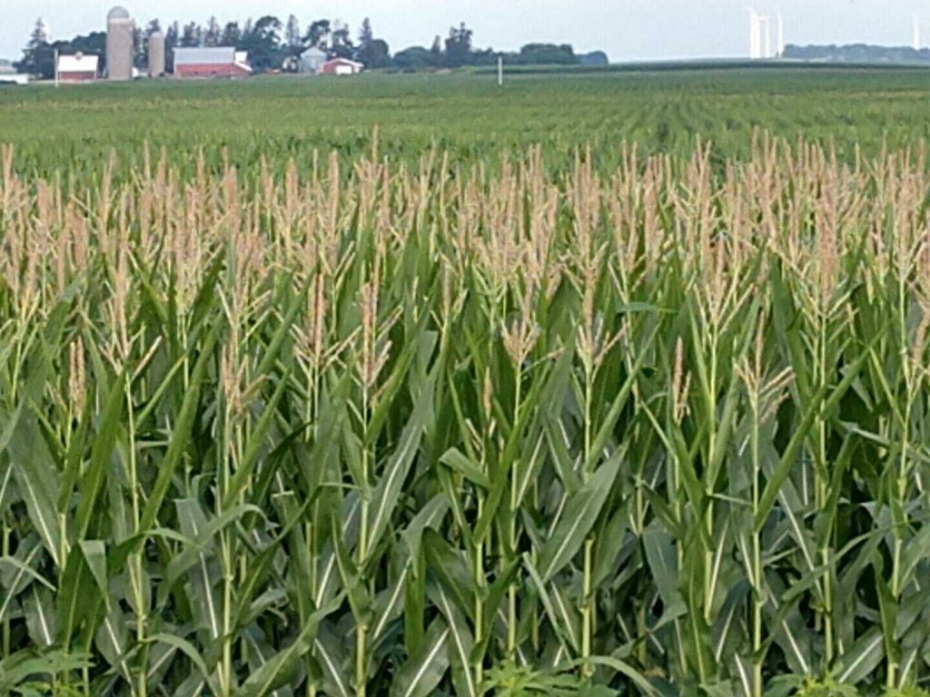 From the Field Crop Report: April 18