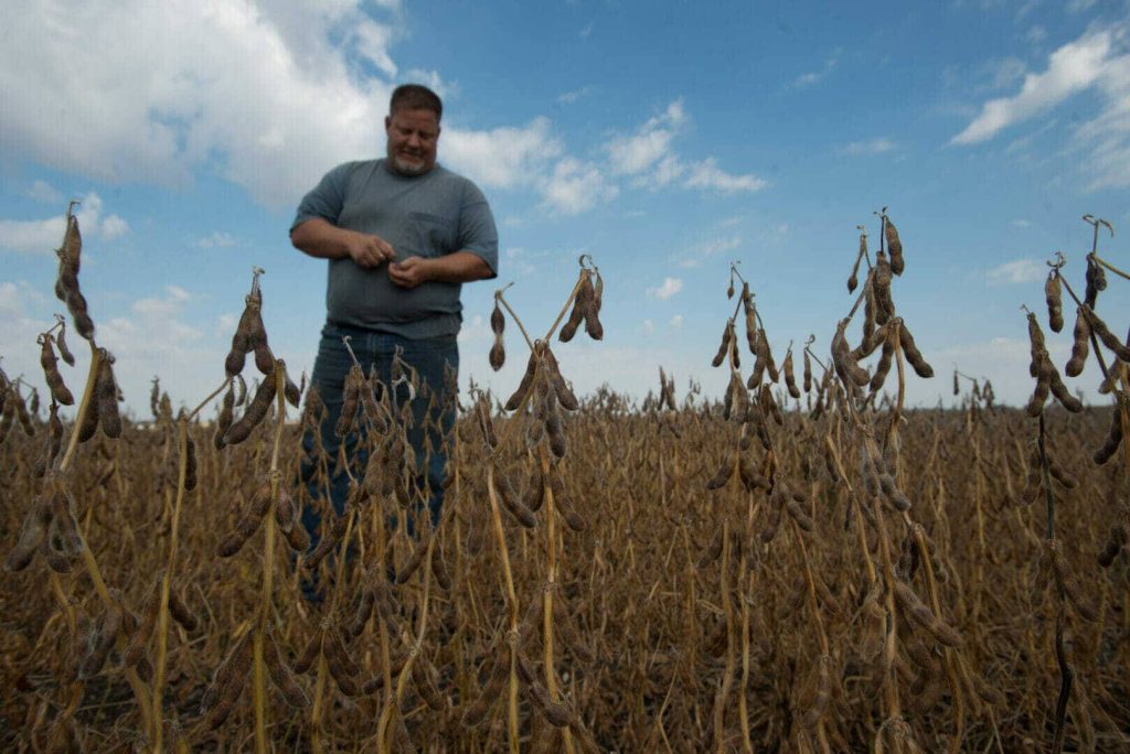 High Quality Soybean Seed and Record-Setting Yields in 2015