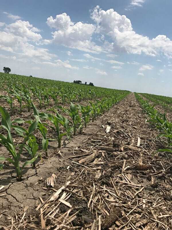 From the Field Crop Report: June 14