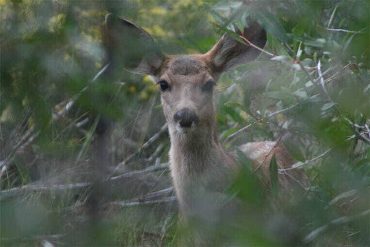 Deer in Woods2