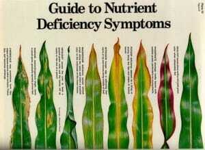 Potassium Deficiency is Growing Problem in Corn