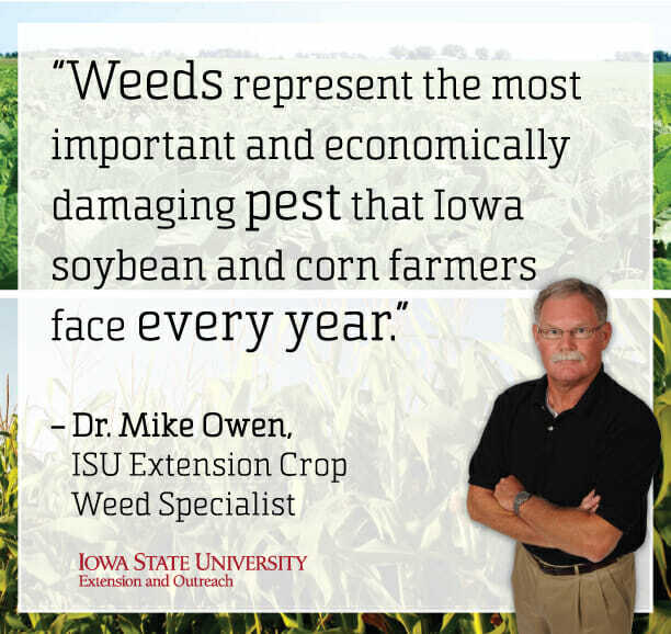 Weeds Grew Above Canopy in 70% of Iowa Soybean Fields