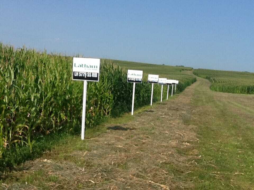 Erger corn plot1