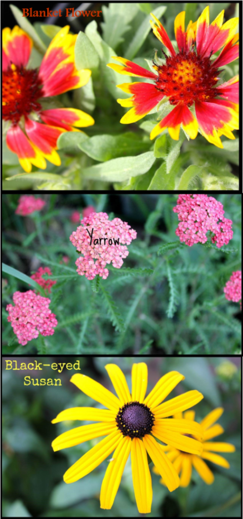 Add Beauty to Backyard with Butterfly Garden