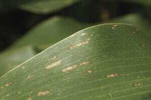 Gray leaf spot early1