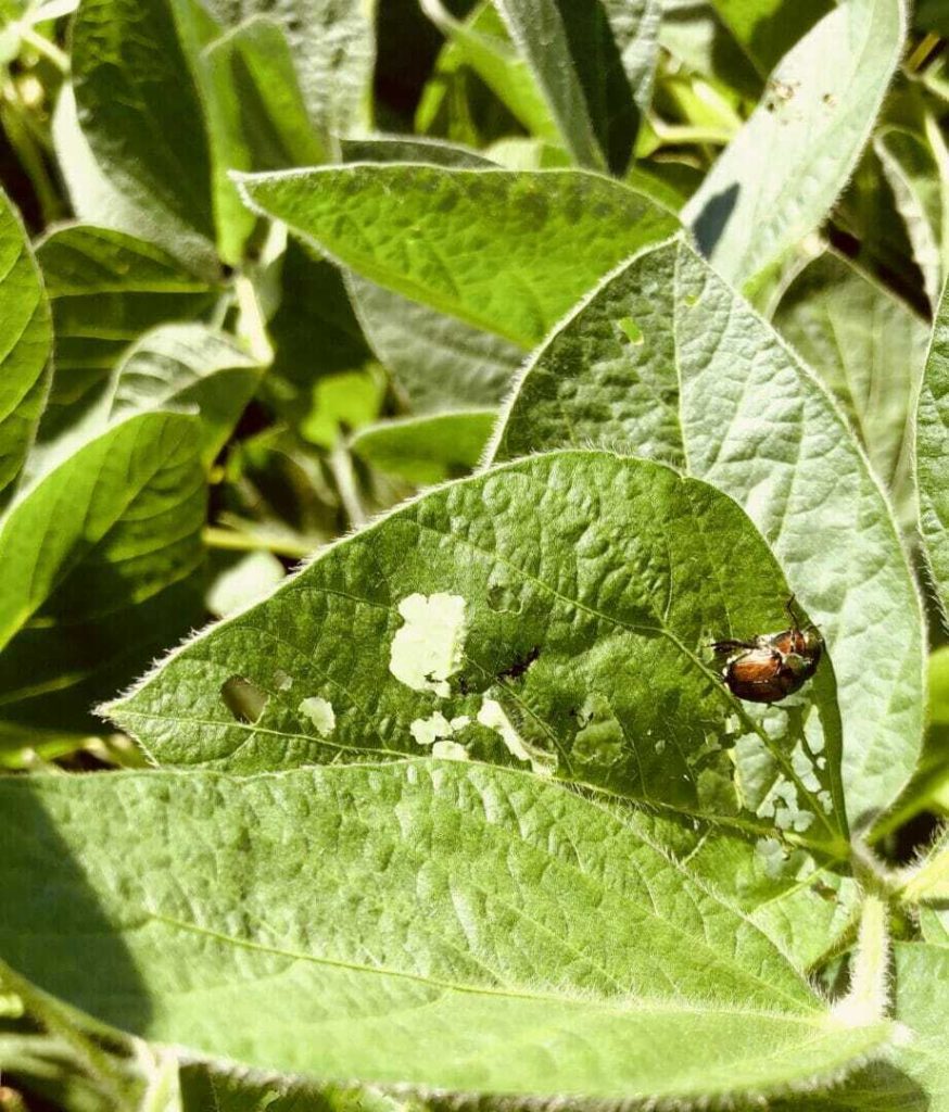 From the Field Crop Report: August 30