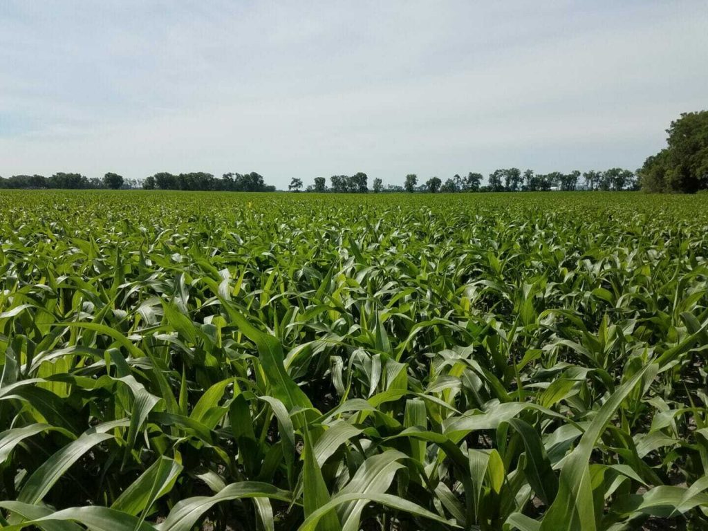 From the Field Crop Report: June 28