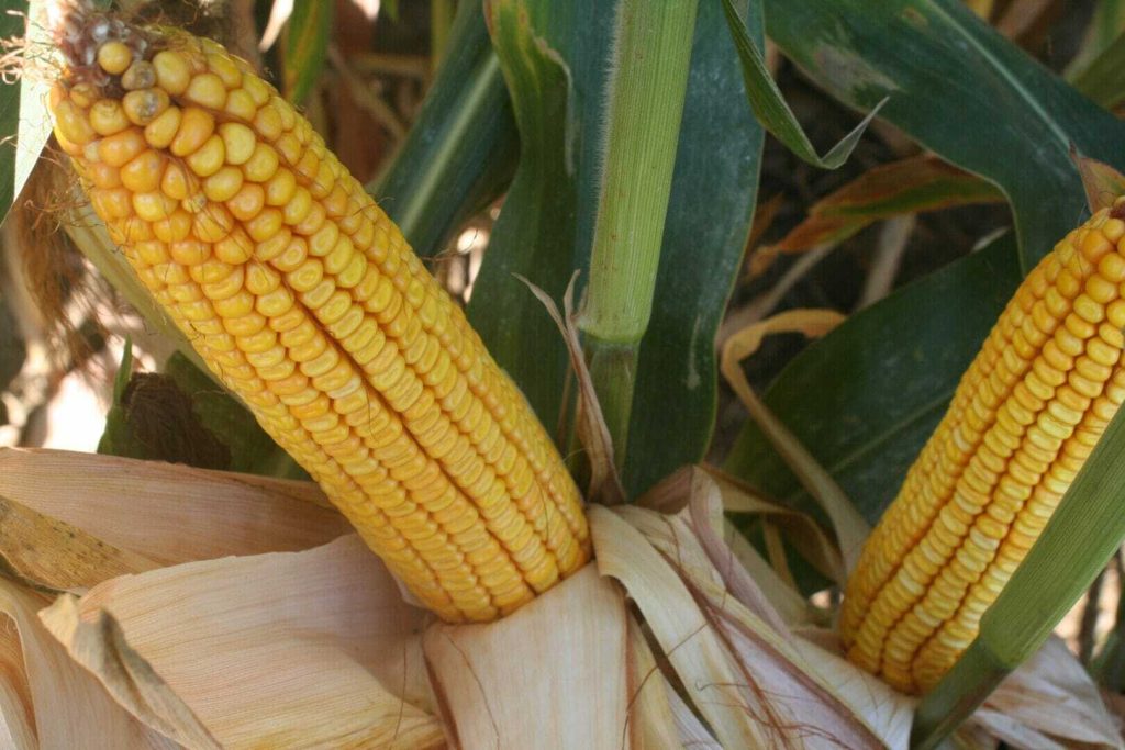 Top Ten Tips for Increasing Corn Yields