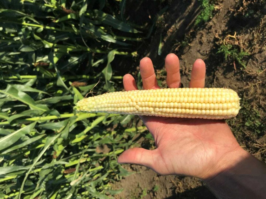 From the Field Crop Reports: July 25, 2018