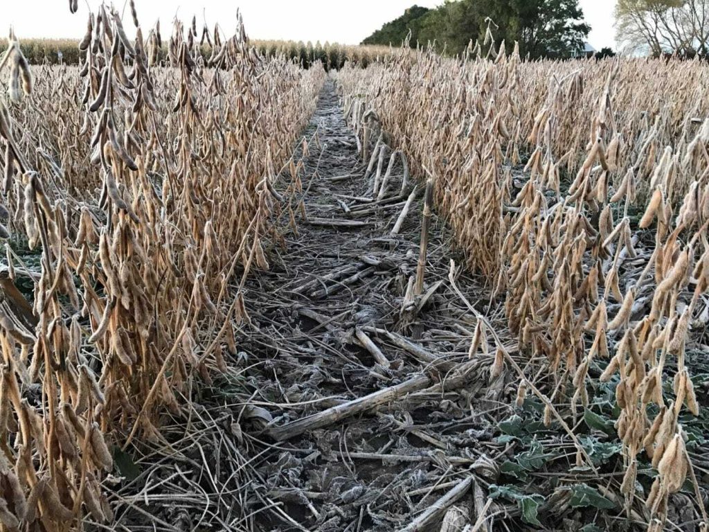 From the Field Crop Reports: October 11