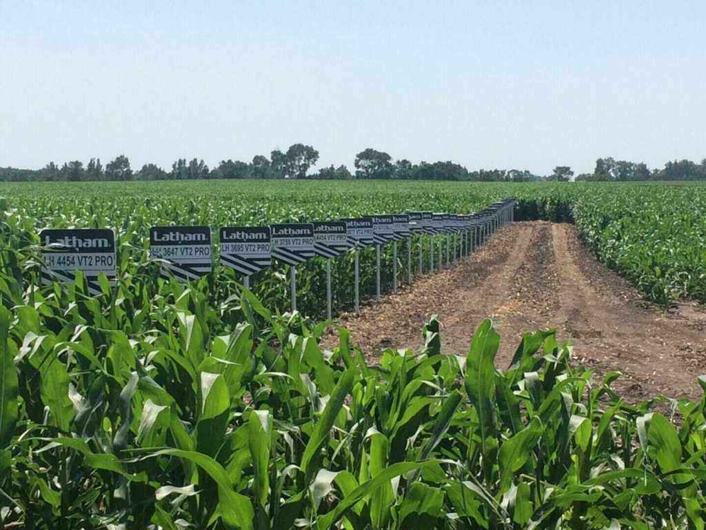 From the Field Crop Reports: July 11