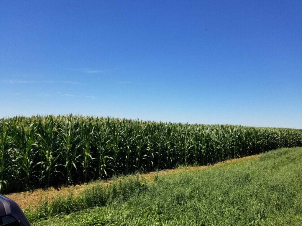 From the Field Crop Report: Oct 4