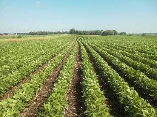 Largest U.S. Soybean Crop in the Ground