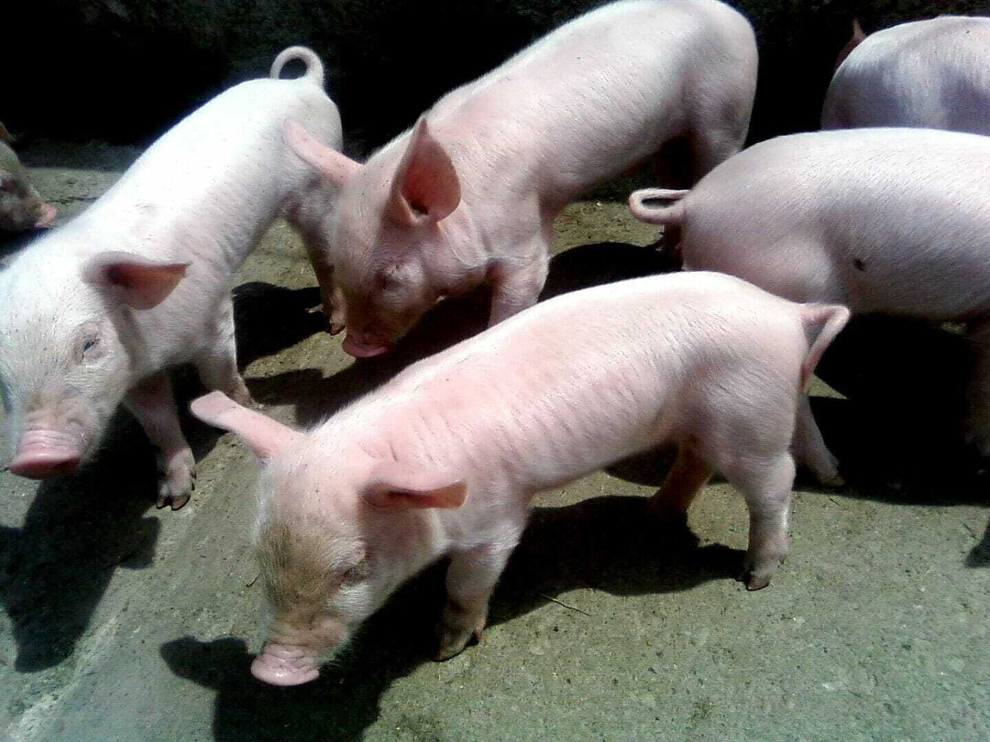 Little pigs