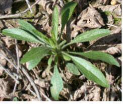 Stop Weeds from Going to Seed