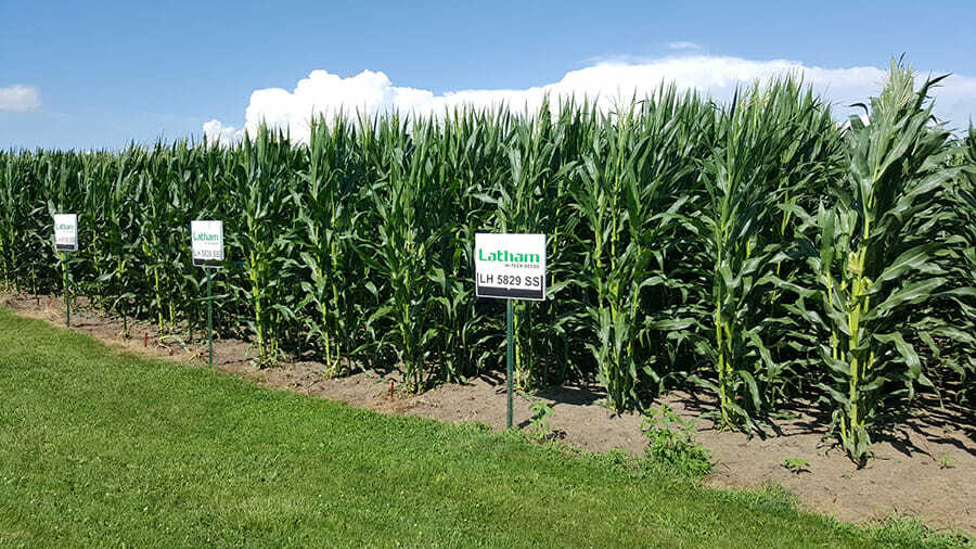 Meade corn plot