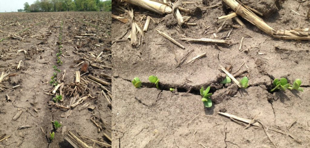 Post-planting is Ideal for Early Crop Scouting