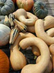 Blessed with a Bumper Crop of Squash