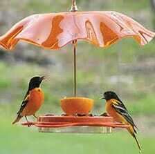 Gardening Can Be for the Birds!