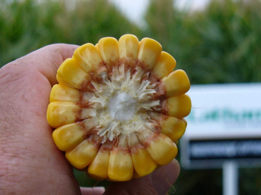 How Farmers Choose Corn Hybrids, Part III