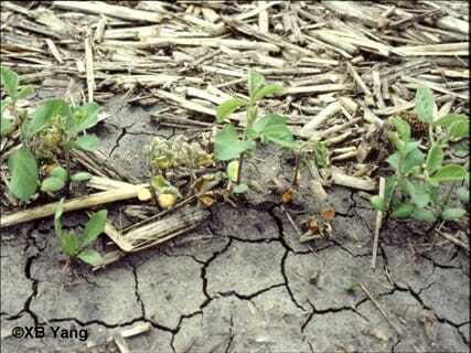 Check Those Soybean Stands!