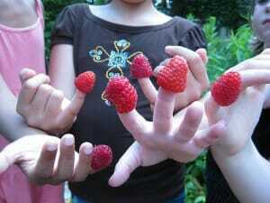 Raspberry Fingers1