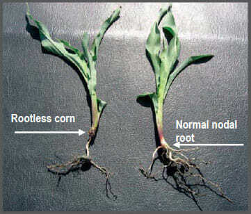 Conditions Favor Rootless Corn Syndrome