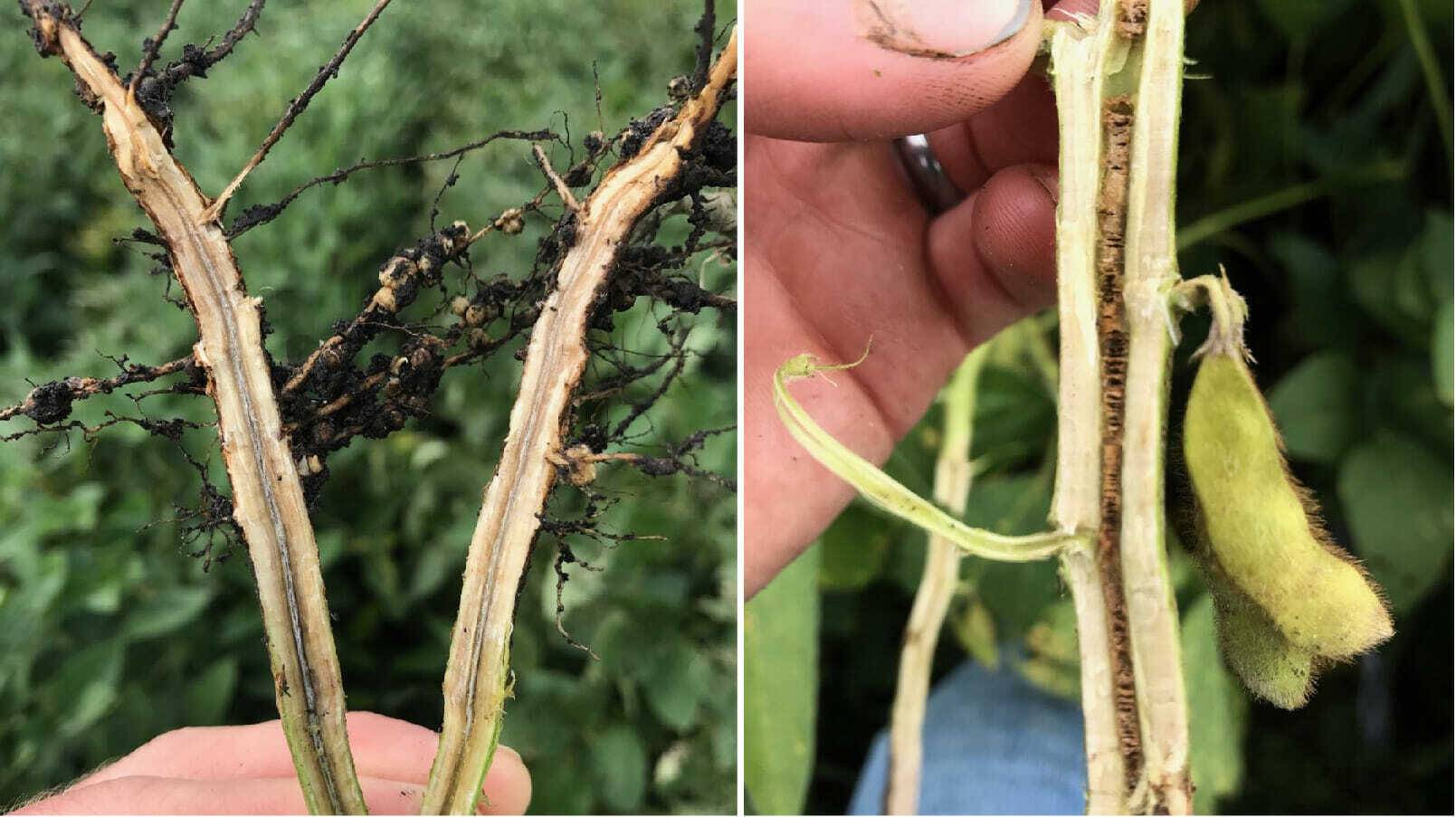 Podcast: Sudden Death Syndrome vs. Brown Stem Rot