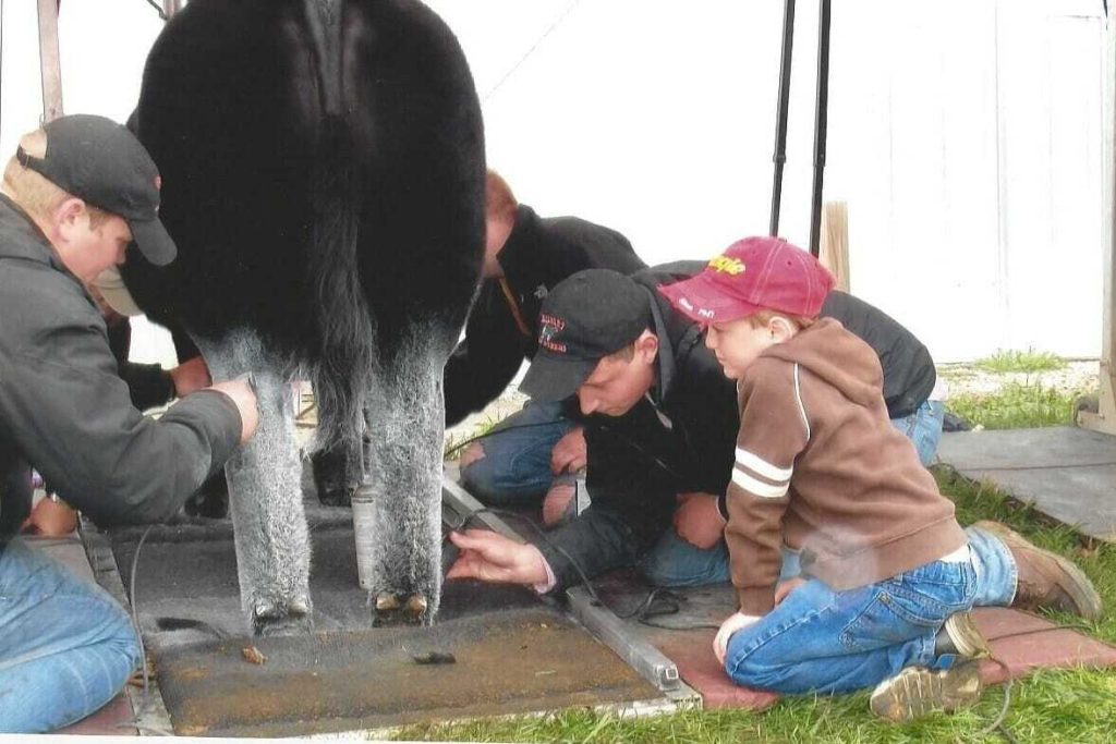 Showing Cattle Has Become a Year-Long Business