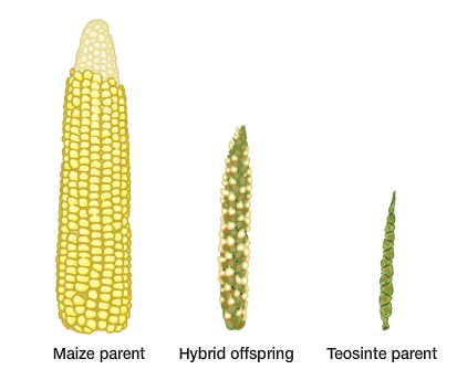 Genetic Improvements Lead to Stronger Countries