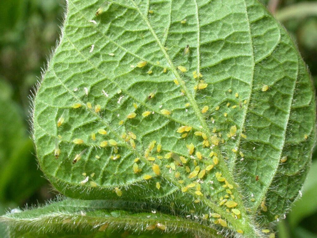 Quick Steps to Slow Spread of Soybean Aphid Resistance