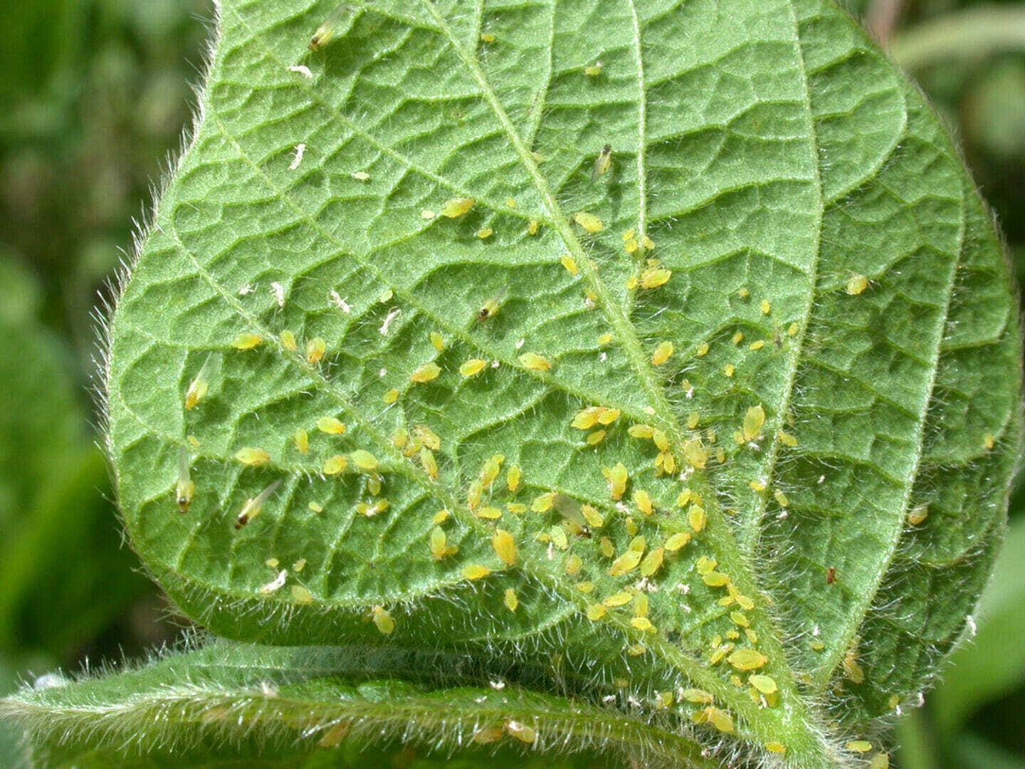 Soybean Aphids