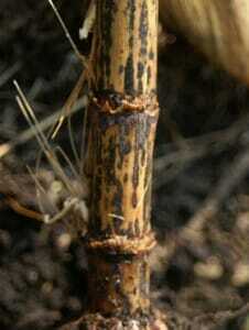 Save Yield by Scouting for Stalk Rot