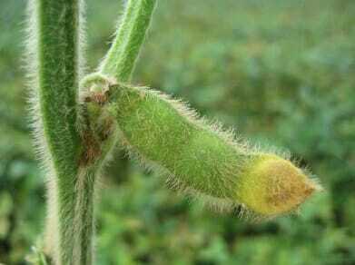 Green Stem Syndrome in Soybeans