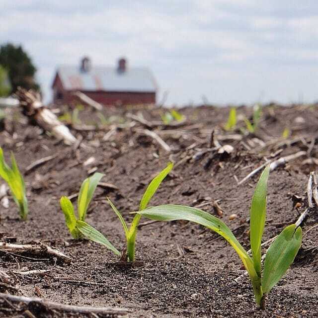 Corn emerging